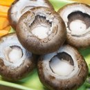 양송이 카카오 검색결과