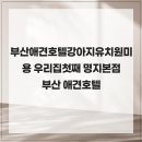 부산 애견호텔 강아지 유치원 미용 우리집첫째 명지본점 | 부산애견호텔강아지유치원미용 우리집첫째 명지본점 부산 애견호텔 믿고 맡길 수 있는곳 찾는다면