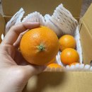 달콤푸룻 | 고당고 황금향 가정용 선물용 감귤 제주산지직송 귤 새콤푸룻 배송후기