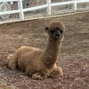 어울림목장 이미지