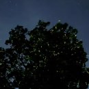 반딧불 | 한여름의 크리스마스, 보홀 반딧불 투어 현지 업체 후기