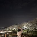 서부간선수로변(농업기술센터 방면) | 계양 벚꽃길 벚꽃 명소 추천 | 서부간선수로 서운체육공원 계양경기장 계양서부천 야경