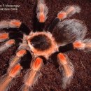 뷰티오렌지 이미지