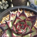 원종농장 이미지