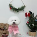 멍멍이 미용실 이미지