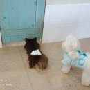 개털깎는남자 이미지