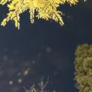 천문대오토캠핑장 이미지