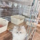 대전고양이분양 루나캣 이미지