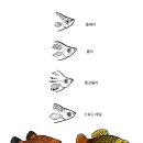 플래티 이미지