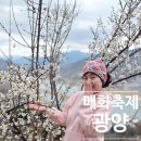 이평9 마을진입로 | 전남 광양 매화마을 개화 시기 확인하고 2026 광양 매화축제 떠나요