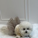 블클레르 이미지