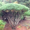 무등농원 이미지