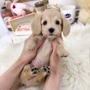 오독안심분양센터 강아지분양 고양이분양 하남점 이미지