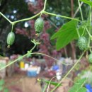 쥐오이 [마우스멜론, 멕시칸 미니오이, Mouse melon (Melothria scabra)] 이미지