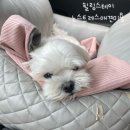 힐링스테이 | &lt;청주애견미용&gt; 힐링스테이 애견미용 후기