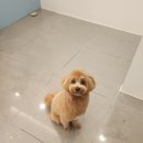 몽이애견미용 이미지