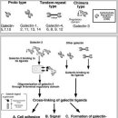 프로스타짐 이미지