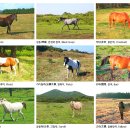 가라월라 이미지