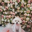 댕글멍글 이미지