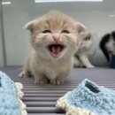 김포고양이가정분양 라라캣츠 이미지