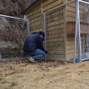 쌍둥이부분정비 | 인천 강화군 야외견사 설치｜진돗개를 위한 쌍둥이 야외견사 2동 출장 설치 후기