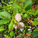 한농종묘사 이미지