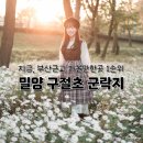 (주)누원밀양지점 | 밀양 구절초 삼문송림공원 부산근교 가볼만한 곳 명소 개화 촬영팁