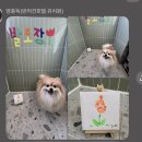 영종유치원 | [영종도][반려견호텔]영종독 후기