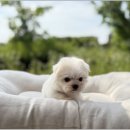 광주 강아지분양 고양이분양 어반펫 광주본점 이미지