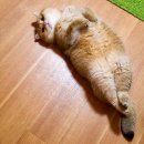 쿵쾅쿵쾅