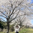 [제주] 🌼 봄날 제주에서 만난 녹산로 유채꽃 도로 후기 💛🌸 @202504