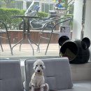 유앤미동물병원 | 인천동물병원 24시 추천 슬개골 탈구 수술