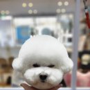 521펫살롱 이미지