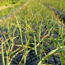 군산왕겨 이미지