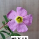 국민들의 사랑초 이미지