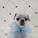 포댕포댕 이미지