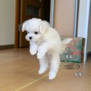 아미덴탈 | 강아지 입냄새, 양치 극혐견의 2주 현실 관리