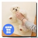 디팡 펫플레이매트 러그타입 내돈내산 슬개골 예방 후기