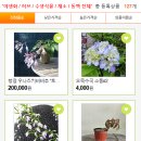 써니의베란다이야기