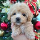 야옹아 멍멍해봐 탕정점 이미지