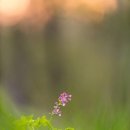 봄, 희망의소리 이미지