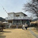 송강애견 이미지