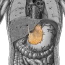 lesser omentum(작은그물막) 이미지