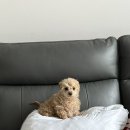 야옹아 멍멍해봐 대흥점 이미지