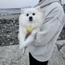 파도마루