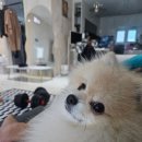 가위든개 이미지