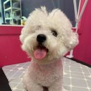 펫 소울메이트 이미지