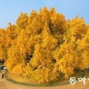 (주)은행나무 이미지