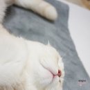 디엔씨펫 | 고양이침대 펫디엔씨 3D펫베드 겨울에 폭딱하 찌