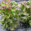 정한농원 이미지